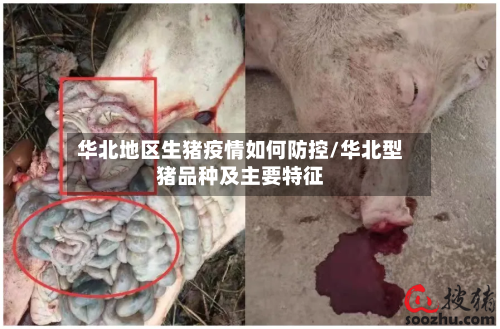 华北地区生猪疫情如何防控/华北型猪品种及主要特征-第2张图片