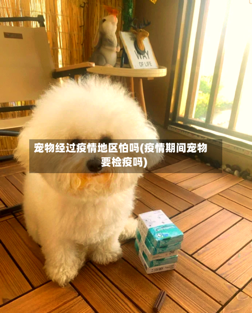 宠物经过疫情地区怕吗(疫情期间宠物要检疫吗)-第2张图片